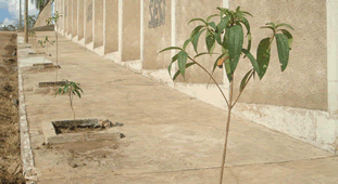 rvores foram plantadas em torno do clube