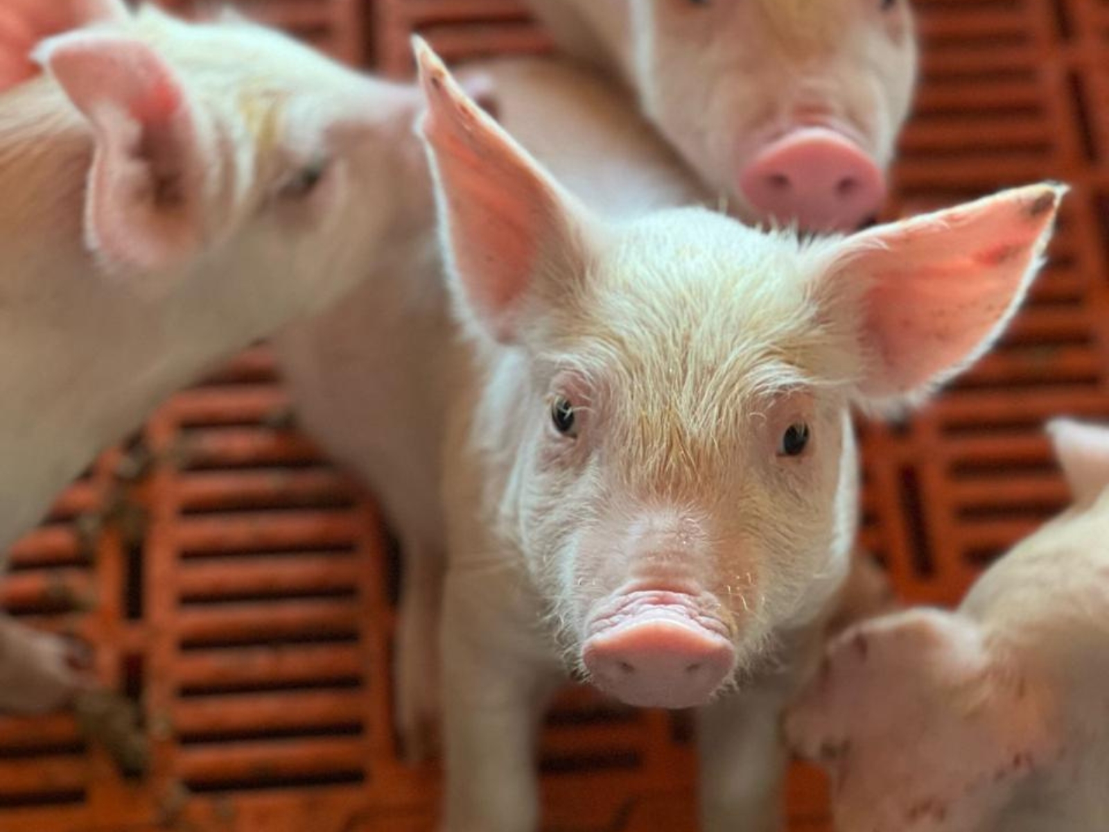 Uma nova parceria para o agro: bem-vinda, Veranza!